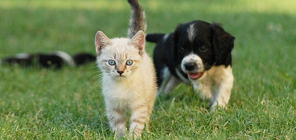Chiot et chaton se promenant dans l'herbe