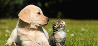 Chiot et chat couché dans l'herbe