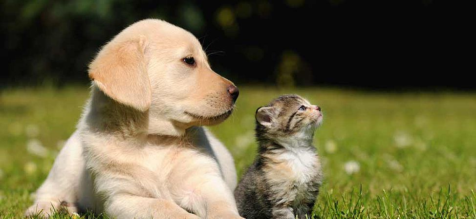 Chiot et chat couché dans l'herbe