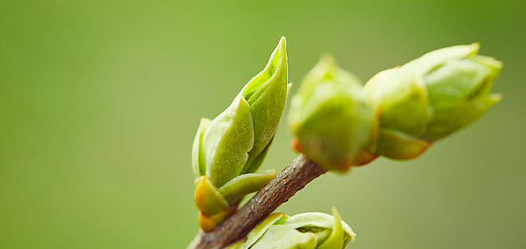 Bourgeons de plantes, base naturelle de la gemmothérapie