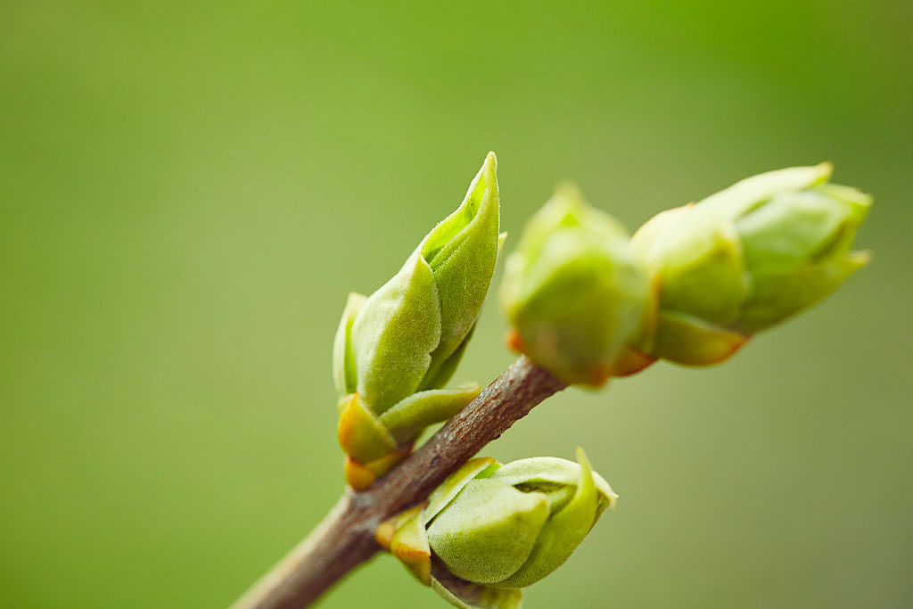 Bourgeons de plantes, base naturelle de la gemmothérapie