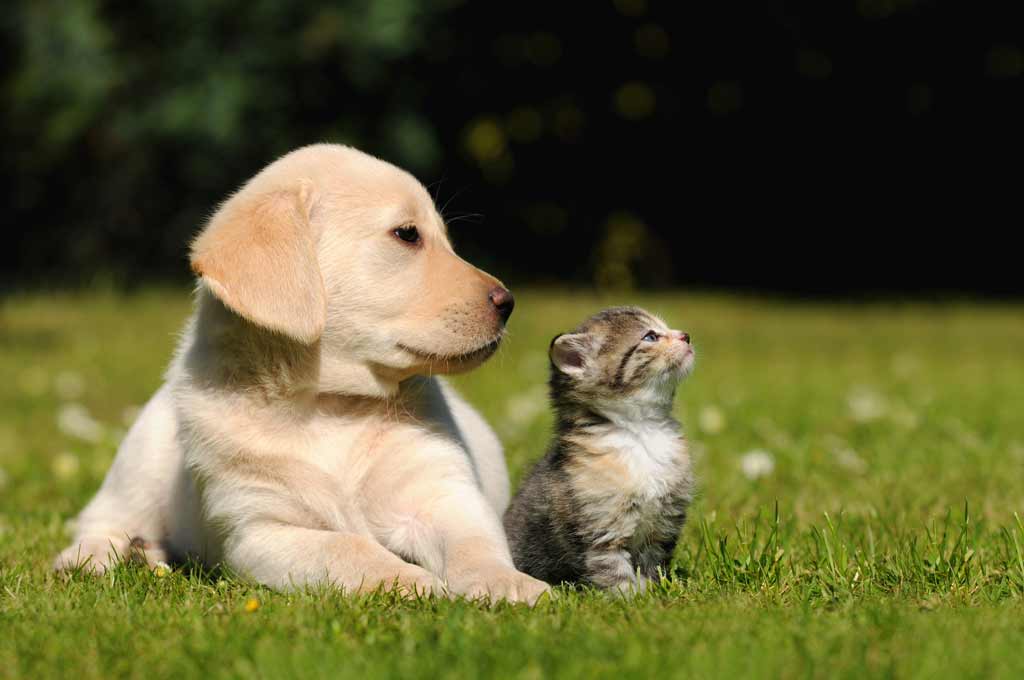 Chiot et chat couché dans l'herbe